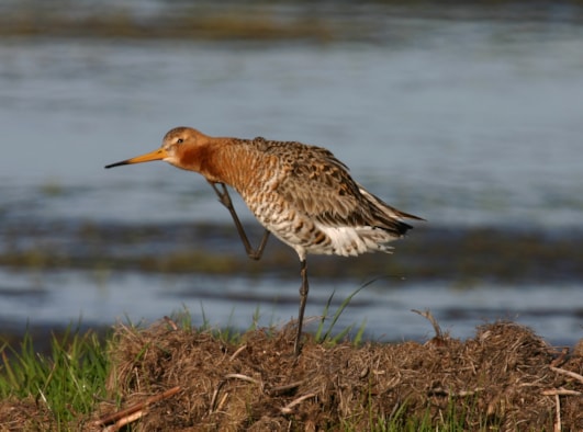 Agrariers-geven-ruimte-aan-de-grutto