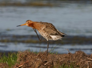Agrariers-geven-ruimte-aan-de-grutto