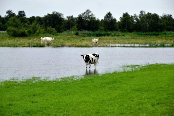 Koe in het water