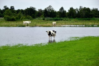 Koe in het water