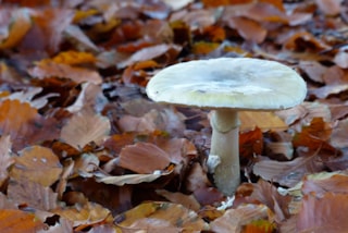 Gif-en-groen-30-10-16