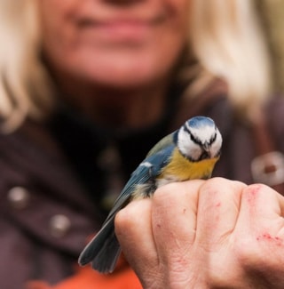 vogelcursus najaar 2016 (1)