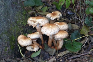 Schubbige bundelzwam 6-11-16
