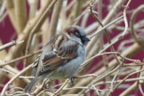 Huismus-man 13-11-16