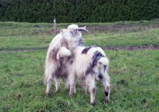 vrijerij (3)