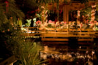 Kerst feest Orchideeen Hoeve..