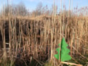 verstopte kerstbomen
