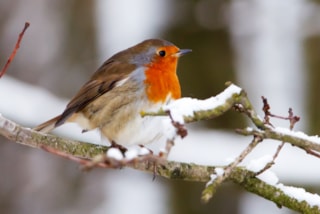 Vogels in de winter (1)