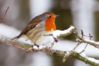 Vogels in de winter (1)