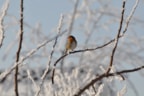Vogels in de winter (2)