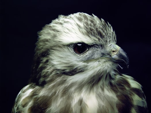 Buizerd 5-2-17