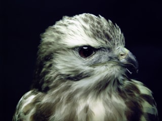 Buizerd 5-2-17
