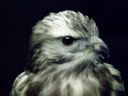Buizerd 5-2-17