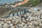 schapen