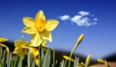 Lentebloemen