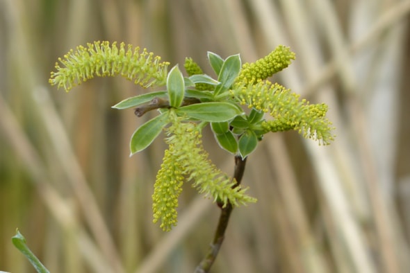 Ontluikend groen 19-3-17