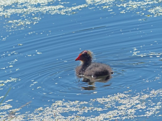 Meerkoetje 2-4-17