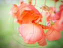 Begonia