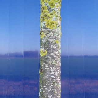 Jan Stammes - Mensboom 1