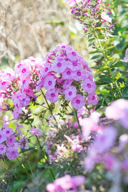Phlox