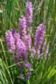 Rietorchis