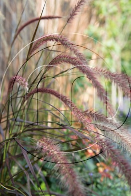 Pennisetum setaceum 'Rubrum'
