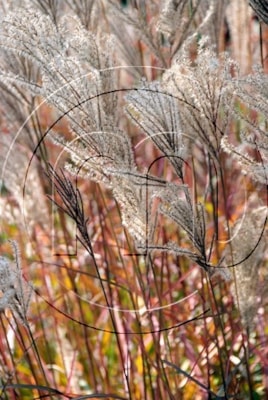 Miscanthus sinensis 'Ferner Osten'