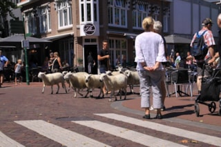 Beestenboel (2)