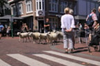 Beestenboel (2)