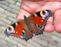 vlinder 