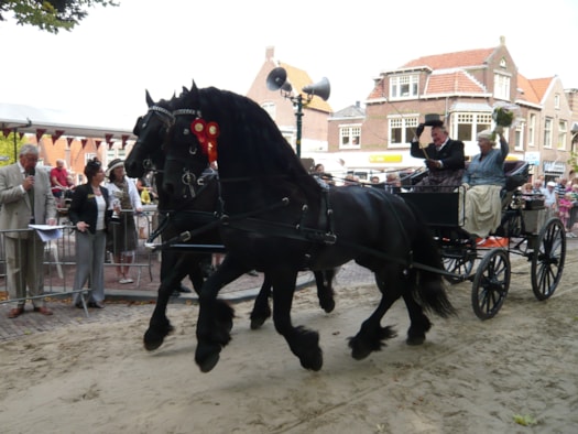 Dag van het paard2