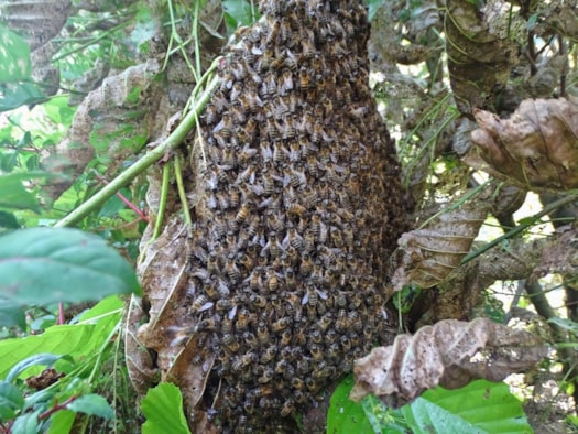 Honingbijen