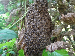 Honingbijen
