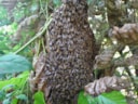 Honingbijen