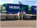 Doppentransport