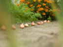 Bloembollen planten