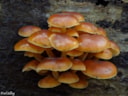 Gewoon fluweelpootje 5-11-17