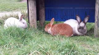 Dier & zo konijn (3)