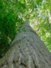P1350075-VERKLEIND