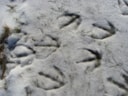 Winterwonderland (1)