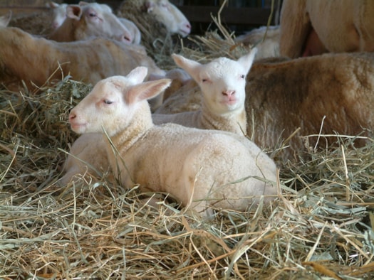 Kerstlammetjes 24-12-17