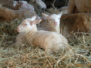 Kerstlammetjes 24-12-17