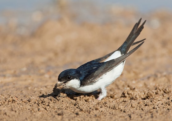 CampagneAGAMI-Huiszwaluw,-Common-House-Martin,-Delichon-urbicum-Marc-Guyt-88541