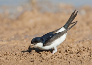 CampagneAGAMI-Huiszwaluw,-Common-House-Martin,-Delichon-urbicum-Marc-Guyt-88541