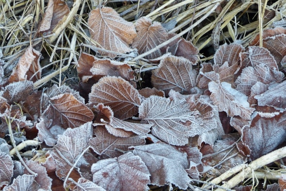 Winter 7-1-18