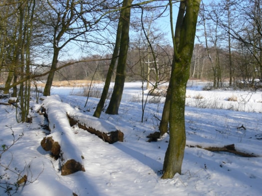 Streekbos  28-1-18