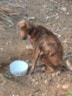 Zwerfhond Bonaire