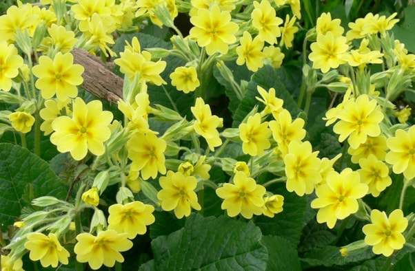 Primula 17-3-18