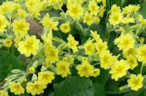 Primula 17-3-18