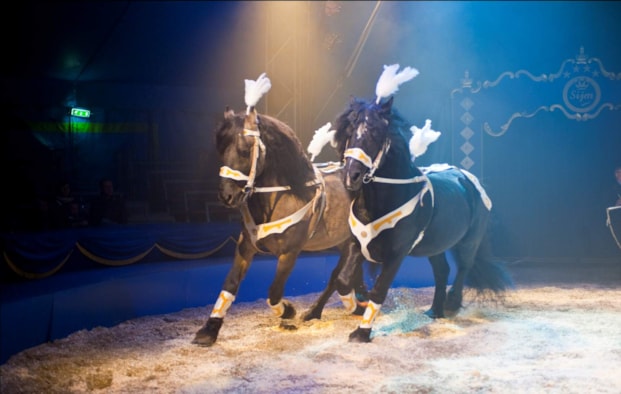 Circus Sijm 3